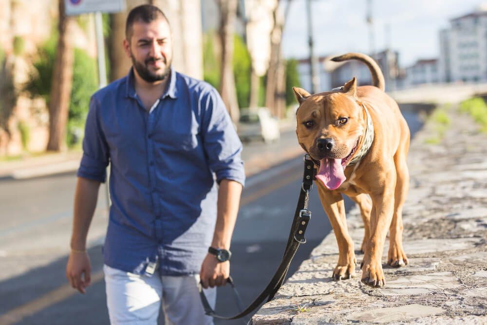 Man dog walking his dog on a leash.